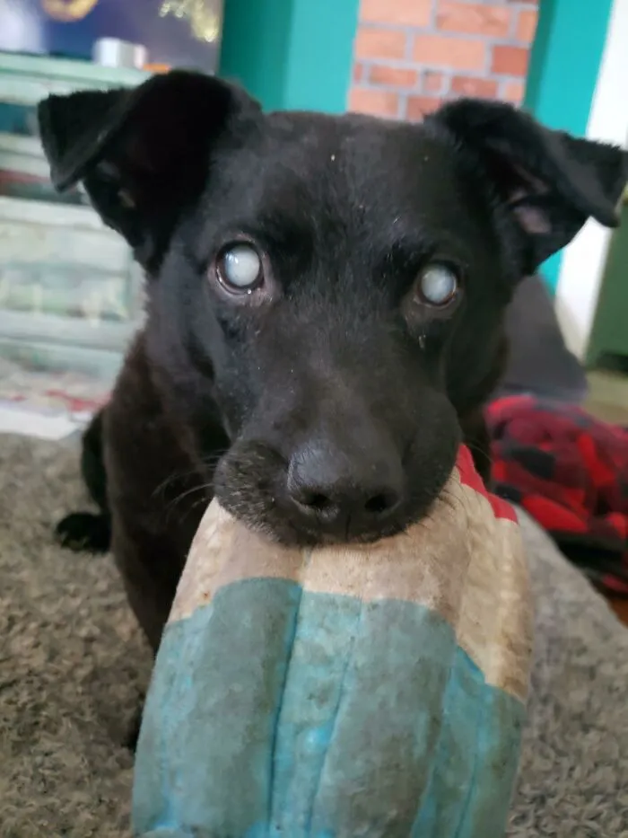 ¡Koda acaba de llegar a su casa de acogida! Tiene 12 años, es ciega y muy feliz