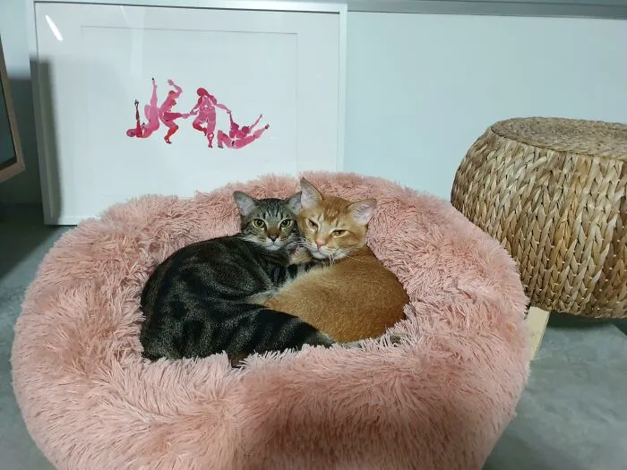 Good Things Come In Pairs, Really Glad I Adopted The Both Of Them Together!