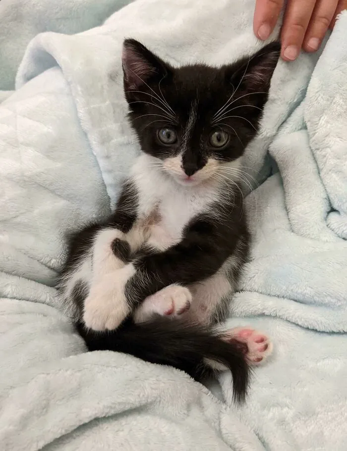 Meet Theo! She Was Rescued From A Mulch Pile With A Bunch Of Heavy Equipment Driving Around. Her Roar Was Mighty