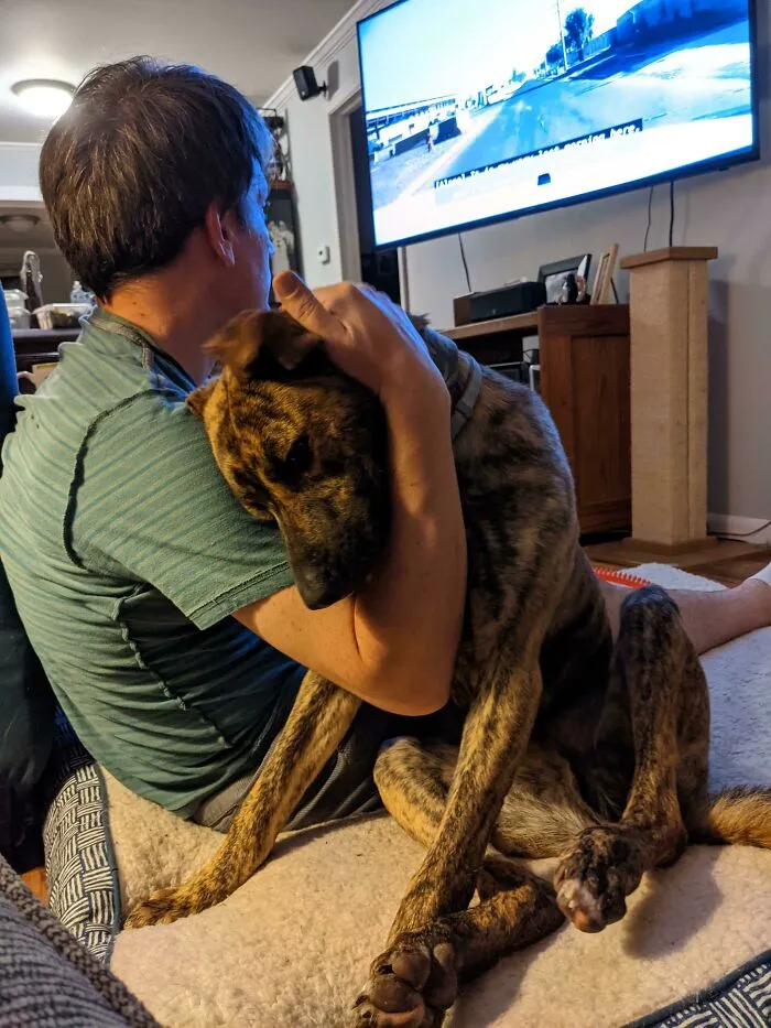 Rescued This 8 Month Old Doofus A Week Ago. Something Tells Me He's Happy To Be Home