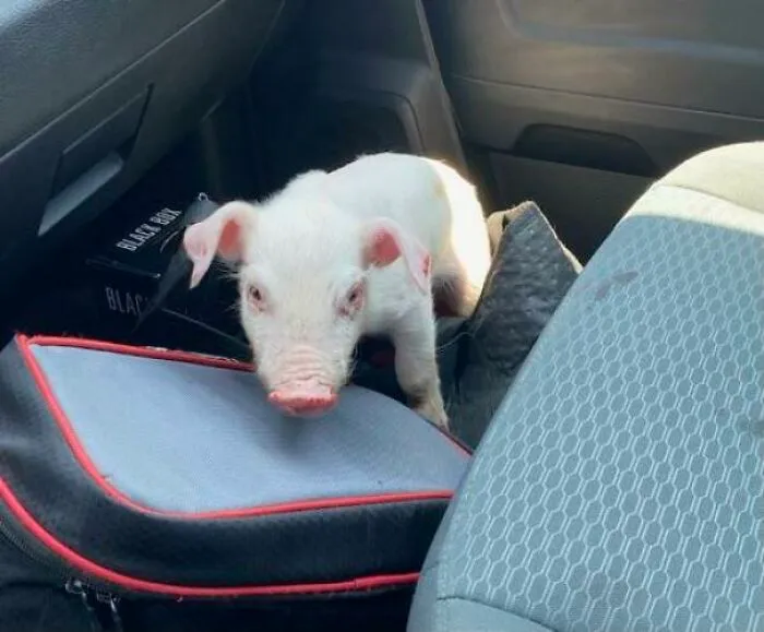 Friend Rescued Piglet Off Side Of The Highway Today
