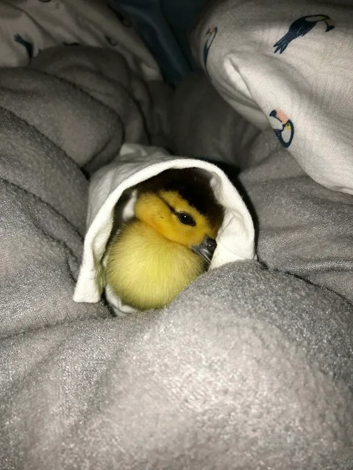 Rescued This Baby Duck Tonight. Meet Davey