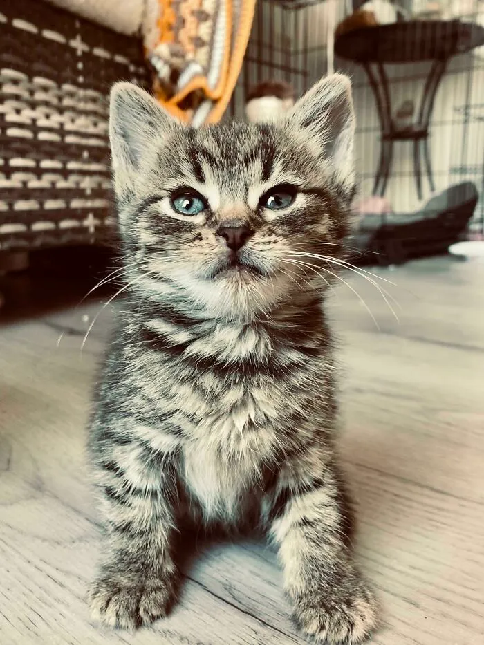 Tiny Rescue