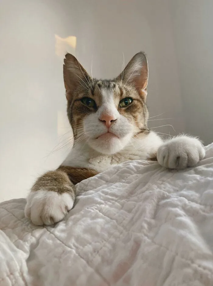 Este año me mudé a un país diferente, y con covid, he estado bastante solo. En un lugar extraño y sin amigos, este gentil vagabundo me encontró y adoptó. Conoce a Porchey