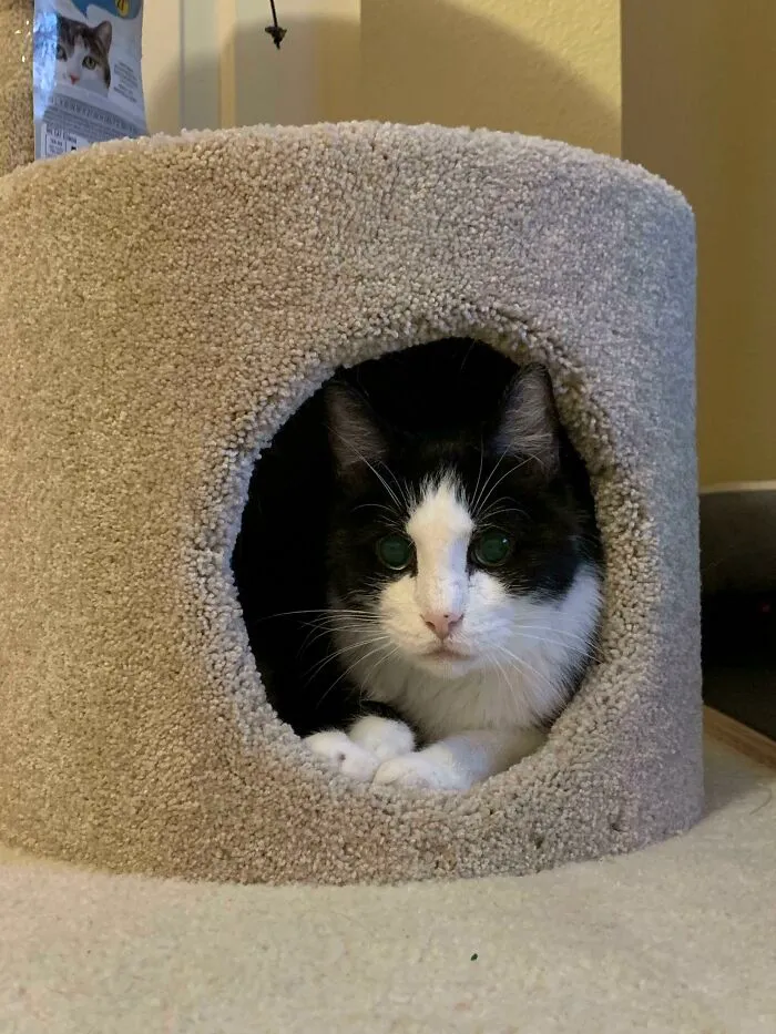 Welcome To The Family, Pretty Boy. Adopted Him At The Ripe Old Age Of 15! 