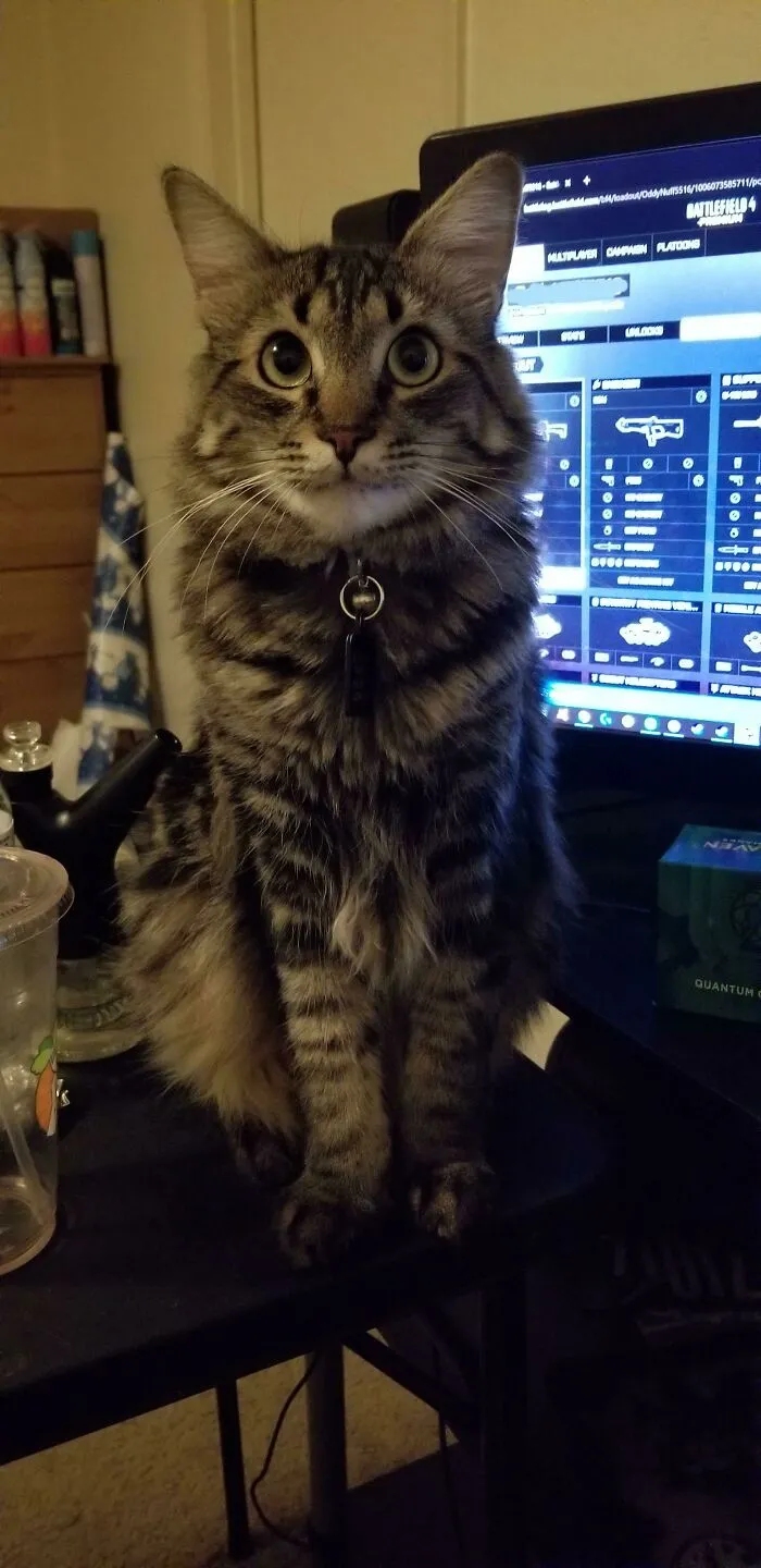 I'd Like You All To Meet Kenma, He Is The Most Polite Kitty I Could've Ever Adopted. And His Favorite Food Is Tuna