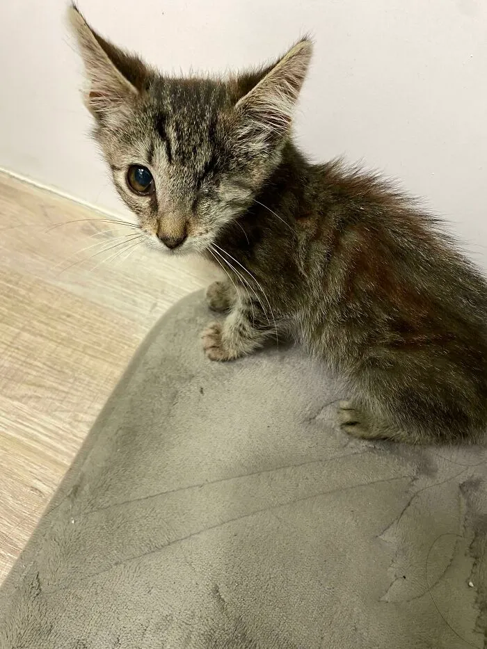 Adopté mi primer gato hoy: Conoce a Mike Wazowski
