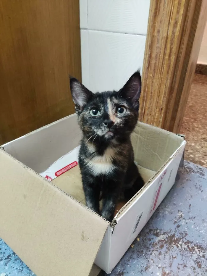 I'm A Foster Home For Orphaned Kittens. I've Raised 12 Kittens And Gave Them Up For Adoption. This Is My First Foster Fail. Welcome Home, Midna