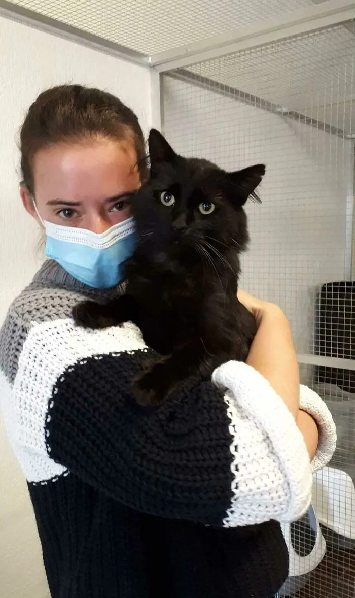 Fui al refugio por un gatito. Volví a casa con un gato negro de 2 años que solía ser un gato callejero. La mejor decisión. Conoce a Marcel