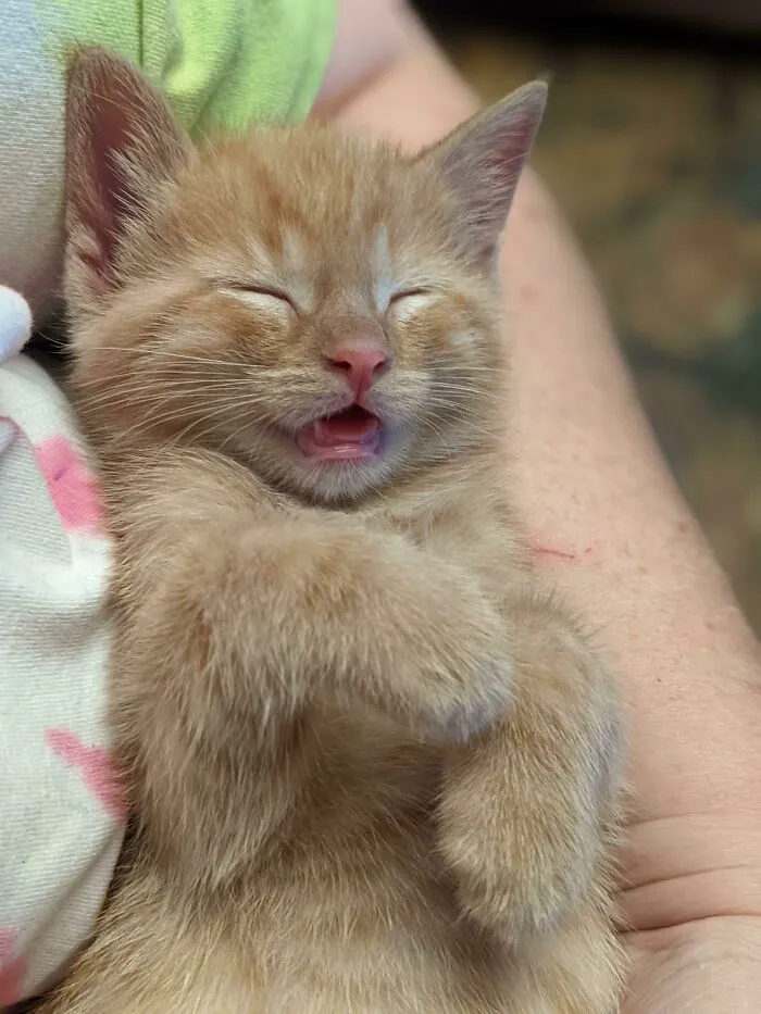 Aaron Purr era un huérfano que recibimos para alimentar con biberón y cuidar hasta que pudiera ser adoptado. Y ahora nos lo quedamos para siempre. Tiene seis semanas y lo queremos. ¿Cómo no íbamos a hacerlo, verdad?
