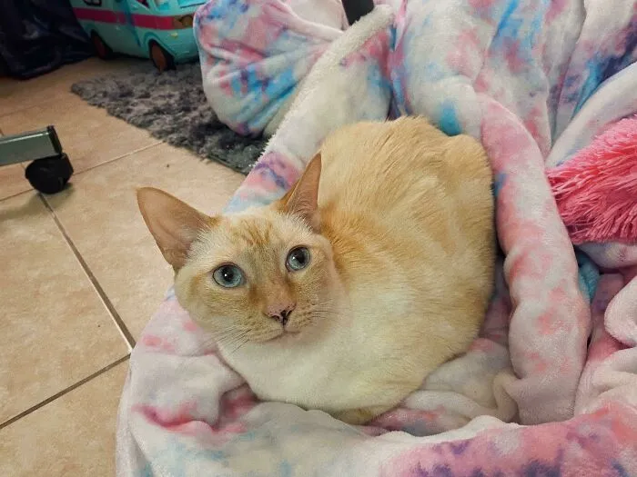 Fuimos al refugio hoy para buscar nuestro primer gatito, y terminamos saliendo con esta linda dama de 9 años