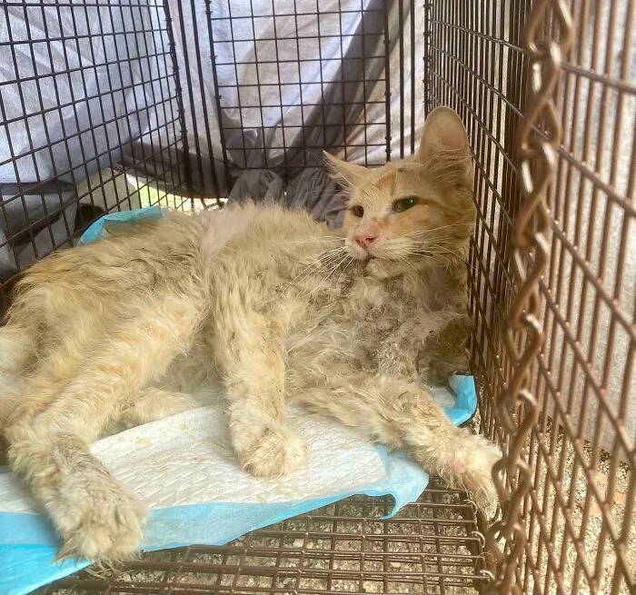 We Rescued Robbie From A Hoarding Situation Last Night. His Life Only Gets Better From Here