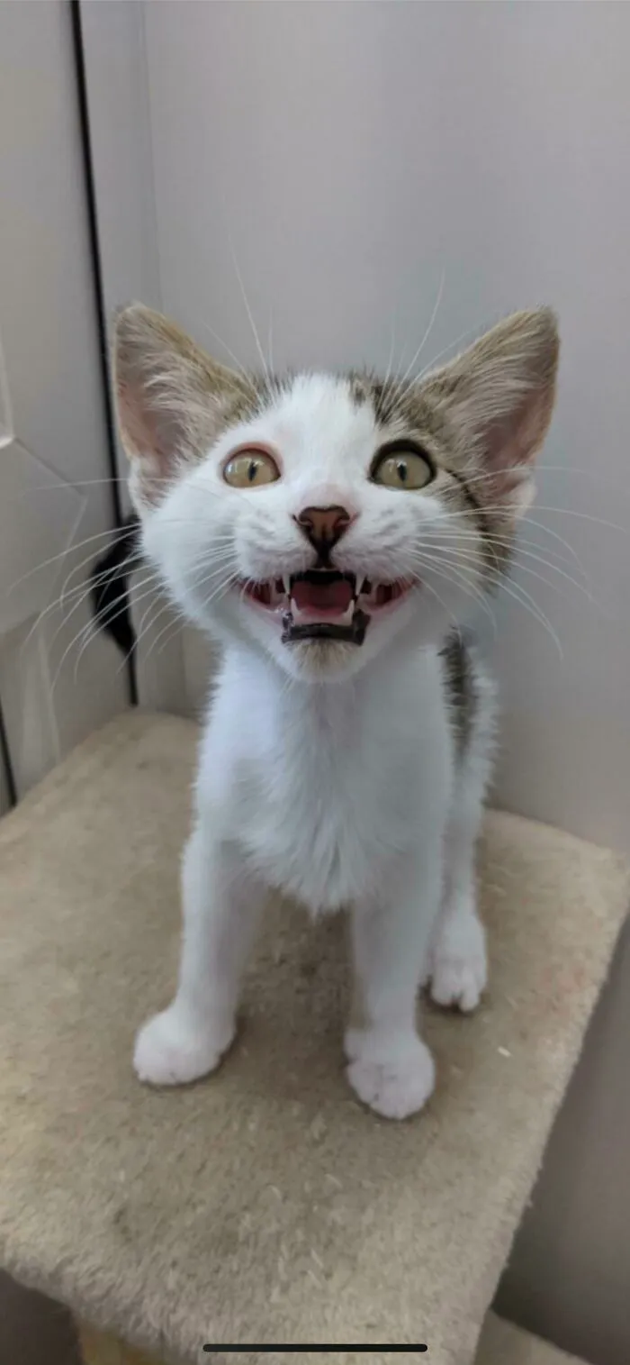 Picked This Little Guy Up Today And Brought Him To His Forever Home With Us