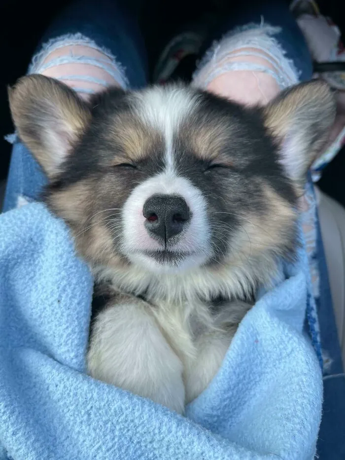 Baxter Is On His Way To His New Forever Home!