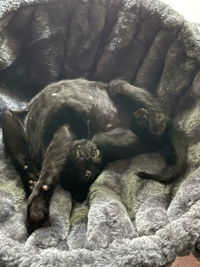 I Had A Suspicion My Newly Adopted Boi Was Liquid. Today It Was Confirmed!