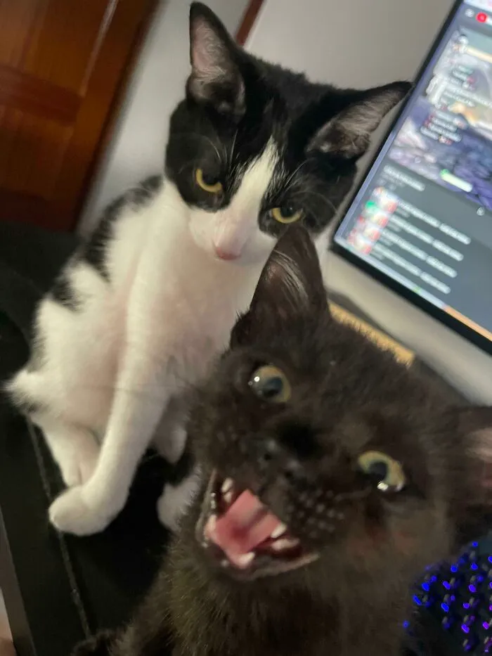 A alguien le gusta ser adoptado y a alguien no le hace gracia su nuevo hermano