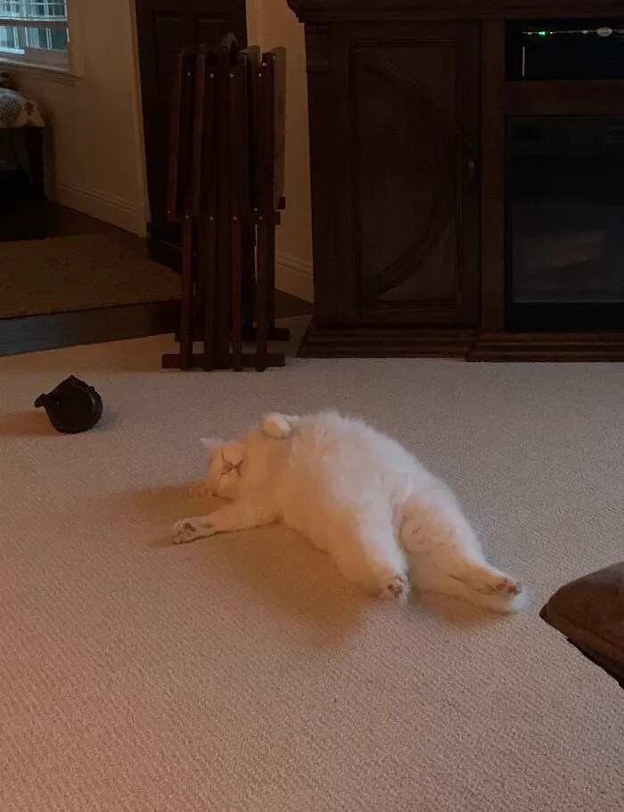El gato de mis padres es un absoluto tontorrón