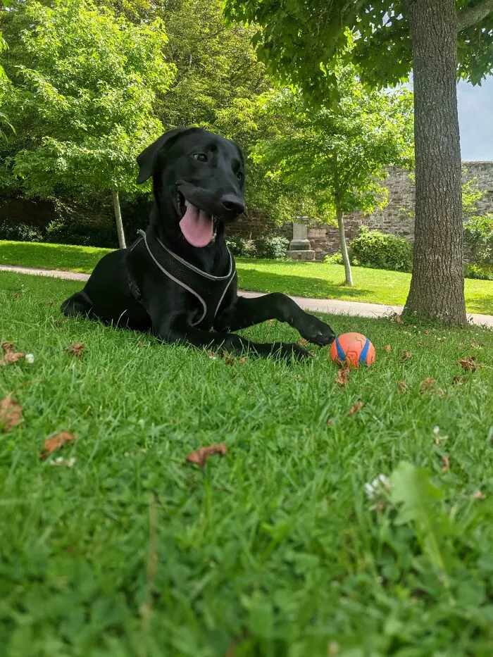 How About My Derpy Boy, Looking Like A Pixar Character