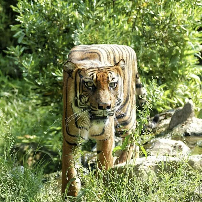 Artist Changes Animals To Be Shaped Like Cubes (24 New Pics)