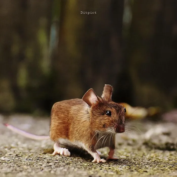 Artist Changes Animals To Be Shaped Like Cubes (24 New Pics)