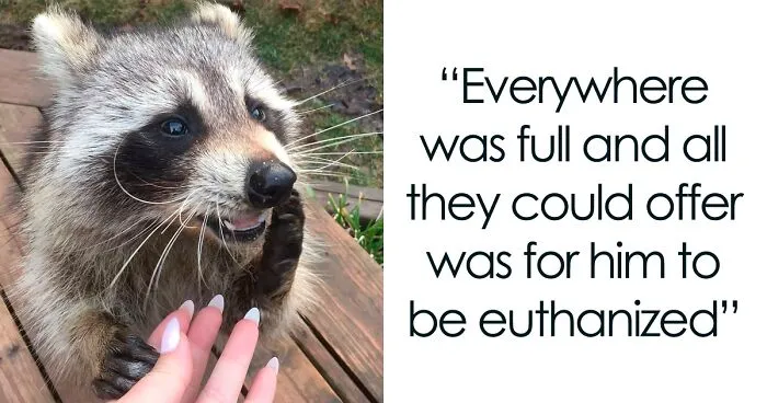 Women Save A Raccoon's Life, He Keeps Coming Back To Them After Three Years
