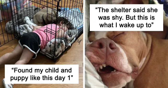 50 Wholesome Rescue Pet Pics To Heal Your Soul (July Edition)