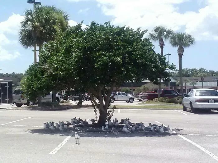 You Know It's Hot In Florida When