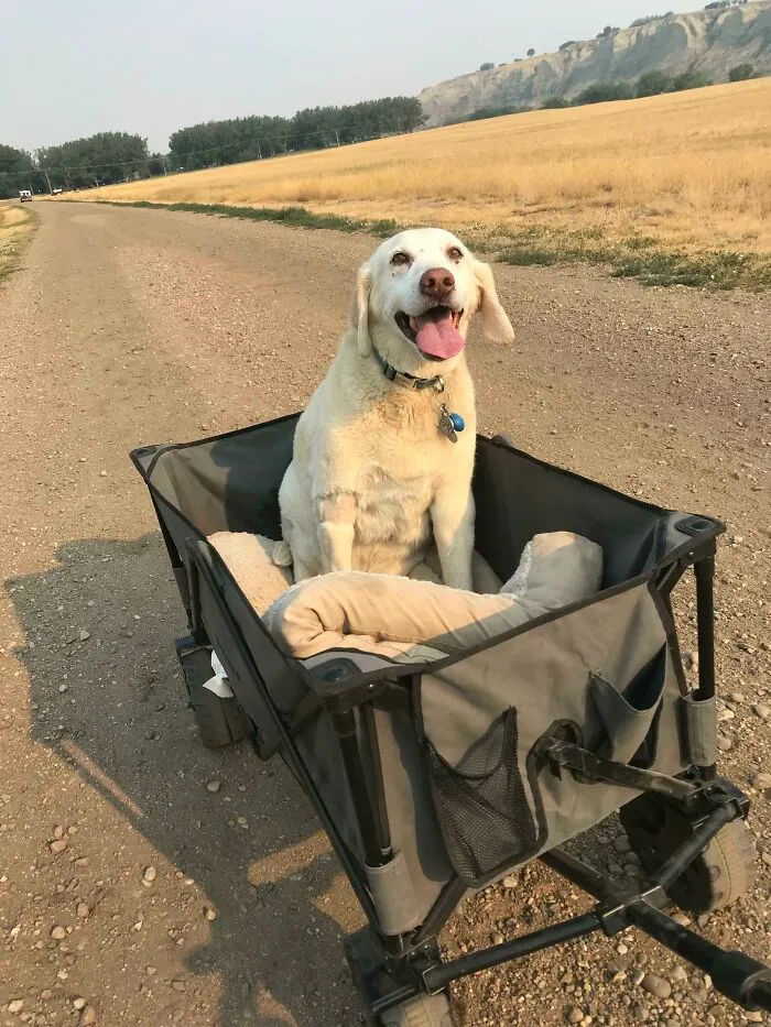 Jax tiene solo 13 años y ya no puede caminar largas distancias, pero se le rompería el corazón si no lo lleváramos a dar un paseo con nosotros. Por esta razón, lo llevamos en su propio carrito