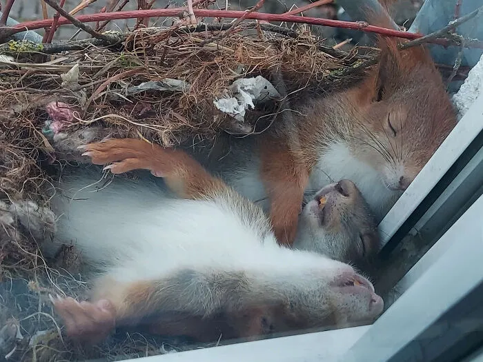 Este chico descubrió a estas adorables ardillitas durmiendo junto a su ventana 