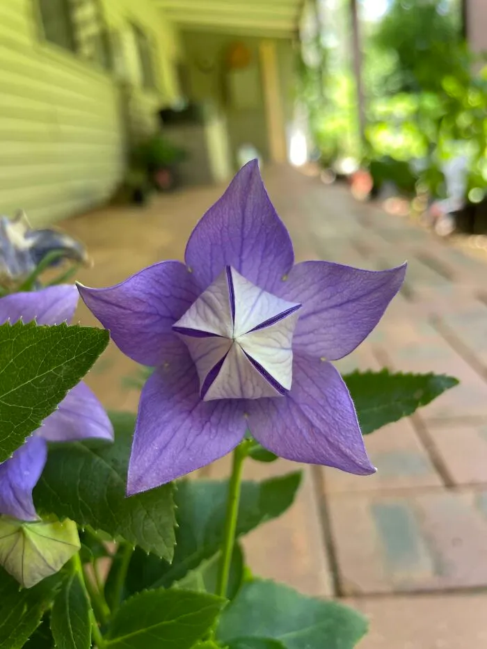 Anyone Else In Love With This Flower Or Is It Just Me?