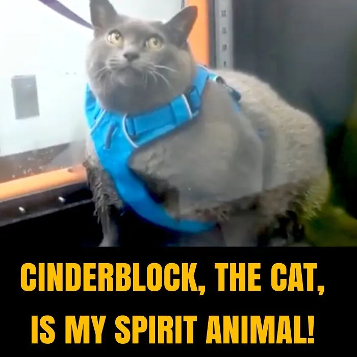Chonky