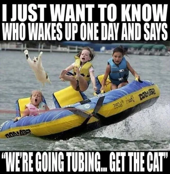 Get The Cat!