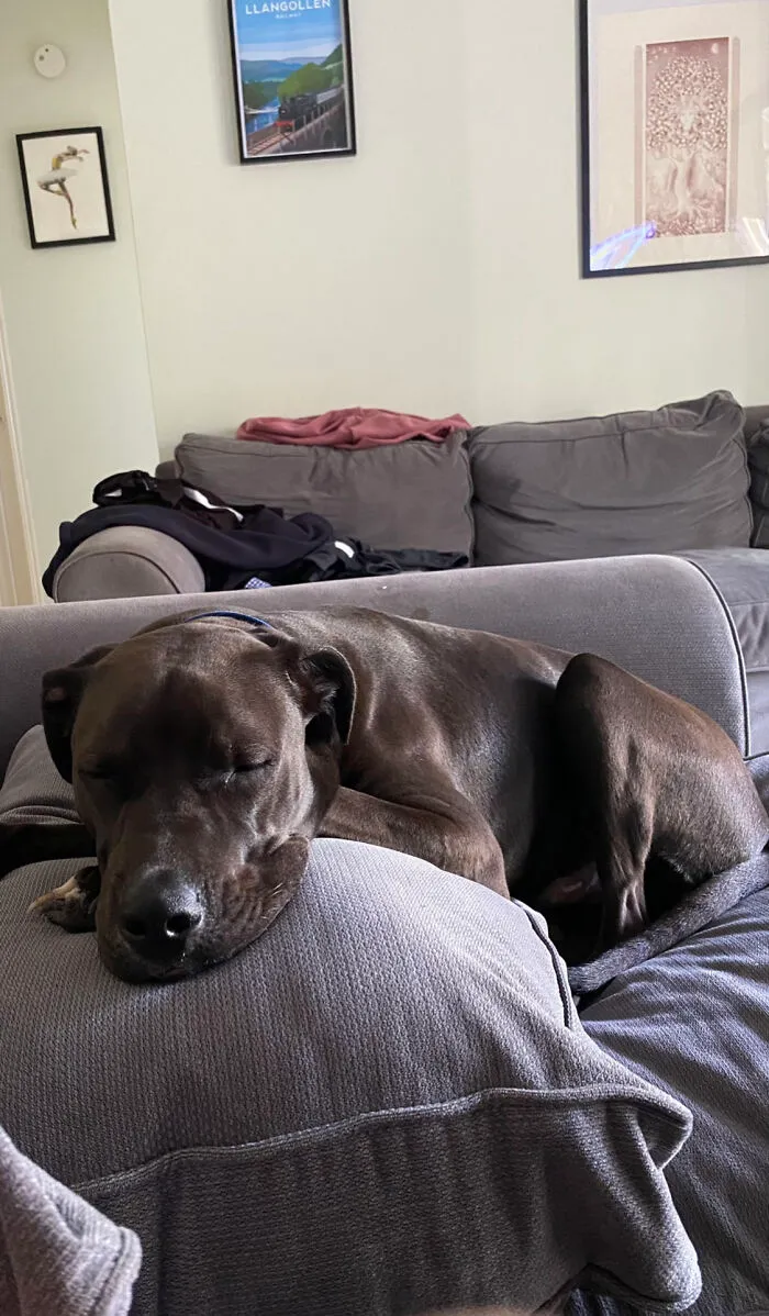 This Is My Sleepy Boy Rollie!