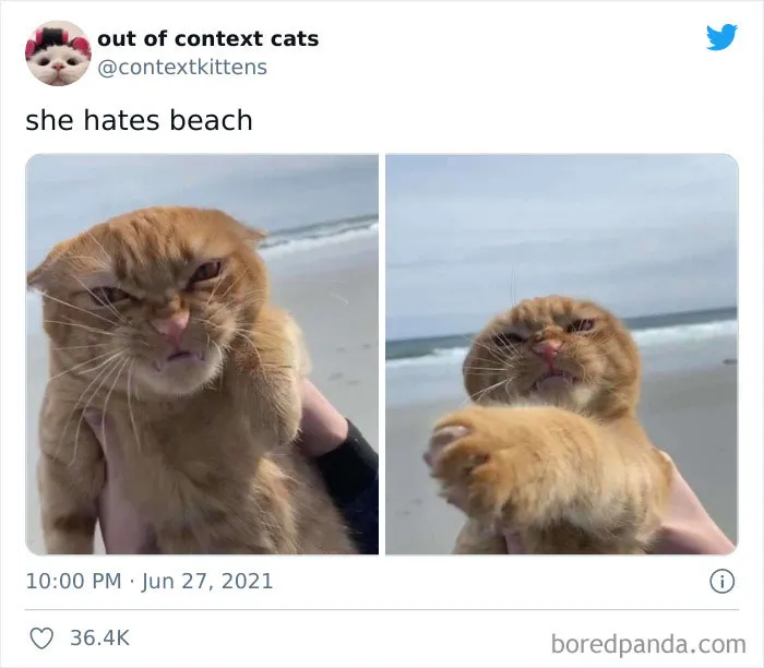 The “Out Of Context Cats” Twitter Page Shares Cat Pics That Give Off Confusing Energy (50 Pics)