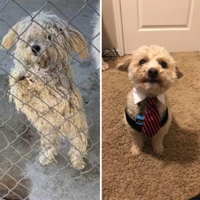 El perro de mi hermano, Ricky, antes y después de la adopción