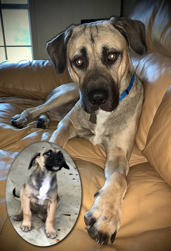 My Best Boy, Rocco, Was Left In A Ditch In A Trash Bag 2 Days Before Christmas. Now My Best Boy Is Living His Best Life!