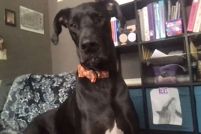My Amazing Great Dane!