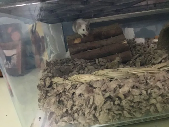 Peril The Mouse. She Is Extremely Odd.