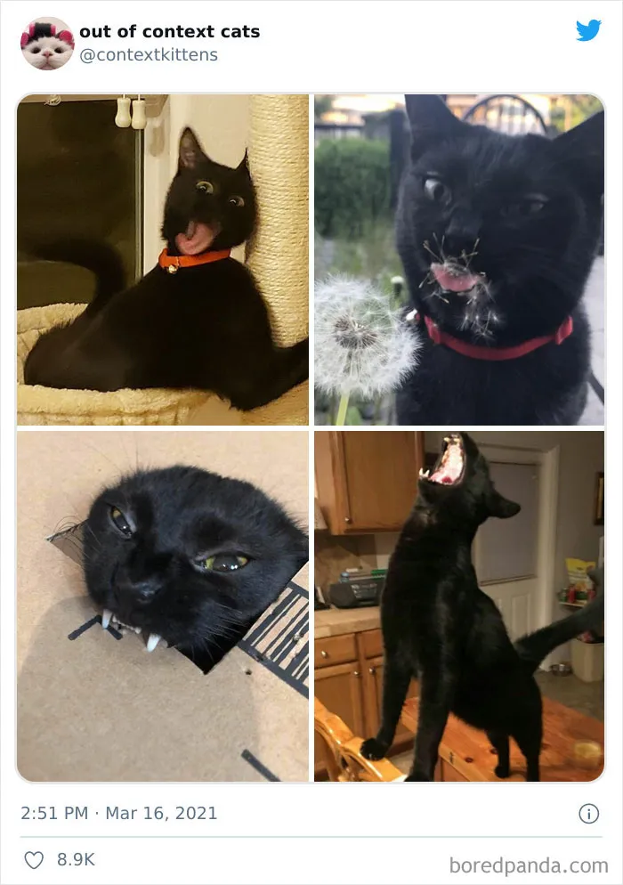 The “Out Of Context Cats” Twitter Page Shares Cat Pics That Give Off Confusing Energy (50 Pics)
