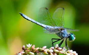 Hey Pandas, Post Your Best Macro Nature Shot (Closed)