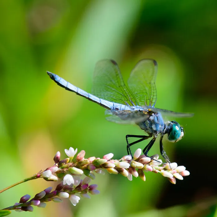 Blue Dasher