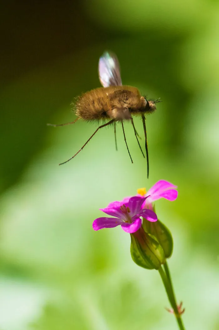 Bee Fly Flying
