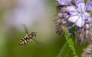 Hey Pandas, Post Your Best Macro Nature Shot (Closed)