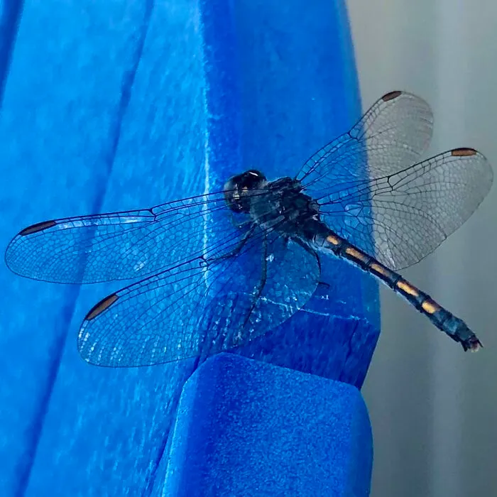 Cute N Friendly Little Seaside Dragonlet! (Ocean City, Md, USA | 2021-07-14)