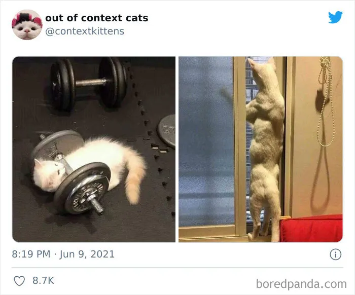 The “Out Of Context Cats” Twitter Page Shares Cat Pics That Give Off Confusing Energy (50 Pics)