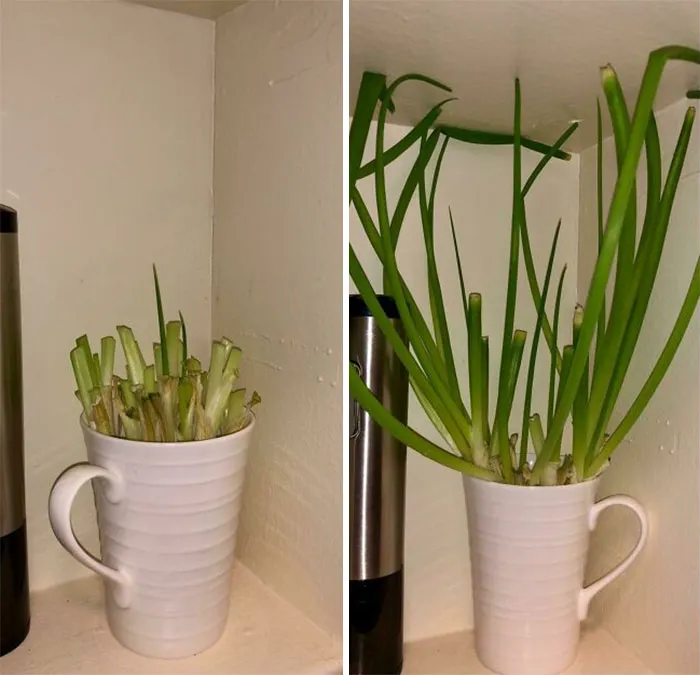 Aprendí esto de mi madre. Cada vez que compres cebollino/cebolla verde, corta la mayor parte y utilízala o guárdala en la nevera. Luego pon las raíces en una taza con media pulgada de agua. Vuelve a crecer a tamaño completo o más en unos pocos días. Se puede repetir hasta unas 2-4 veces si tiene un buen lote
