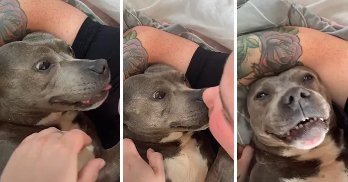 Estos dueños observaron las reacciones de sus mascotas tras darles un beso inesperado (45 fotos)