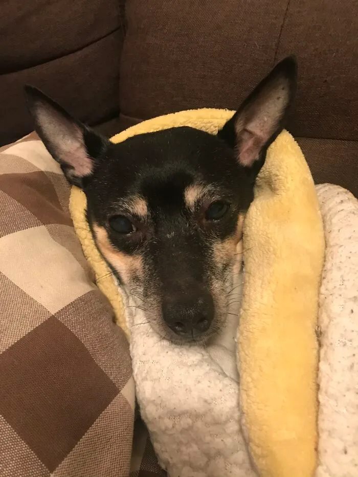 My Jerry, Just Turned 15 Last Month
