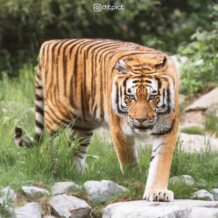 Artist Changes Animals To Be Shaped Like Cubes (24 New Pics)