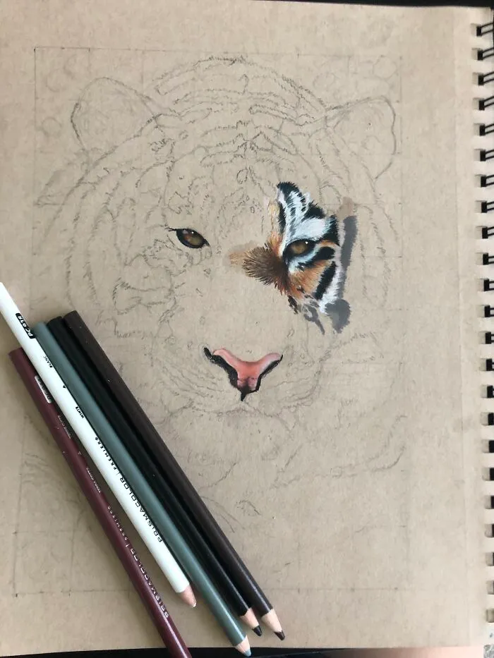 A Tiger Drawing Im Currently Working On :) (More Of My Work Can Be Seen @art_by_juliaaa On Instagram)